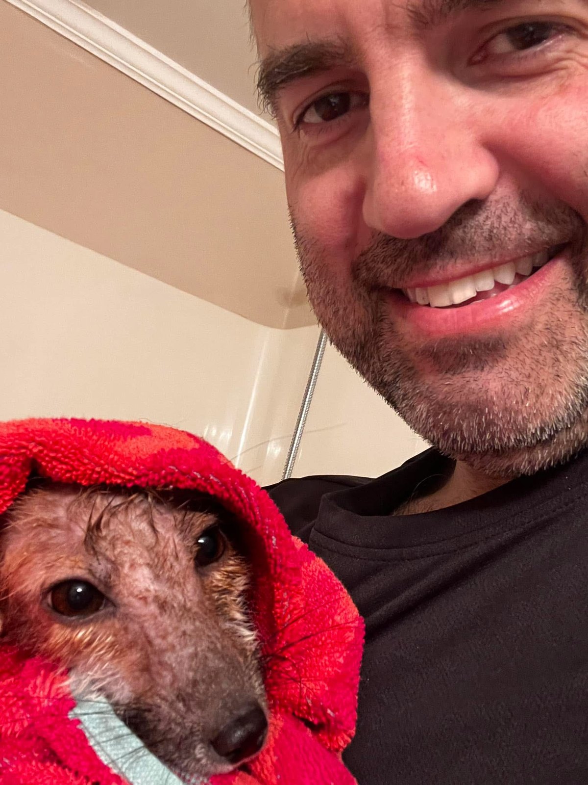 A red fox kit wrapped in a red towel